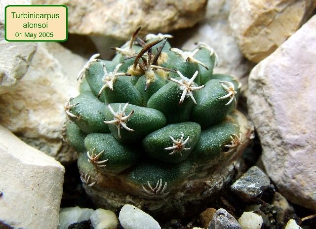 Turbinicarpus _alonsoi_ 01